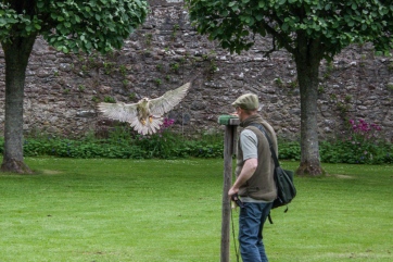 Greifvogelschow in Dunrobin Castle