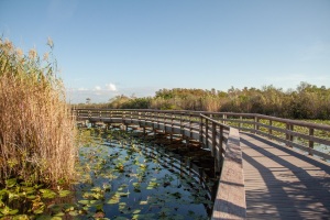 02 Everglades Anhinga Trail (1)