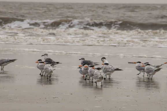 Seevögel am Strand von Jekyll Island.
