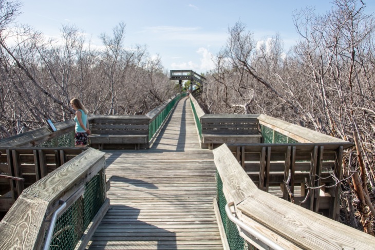 Zunächst führte ein Boardwalk über die Dächer des Mangrovensumpfes hinweg.
