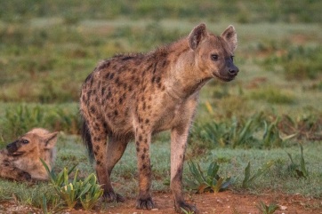 Hyänen am Rooidam im Addo Elephhant Park.