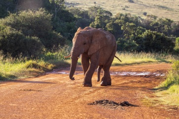 Elefanten im Addo Elephant National Park in Südafrika.