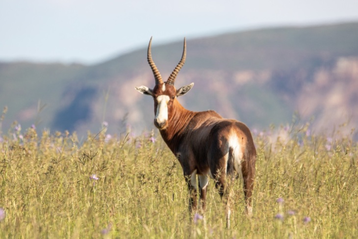 Oryx-Antilope im Mountain Zebra Nationalpark