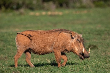 Warzenschwein im Addo Elephant National Park.